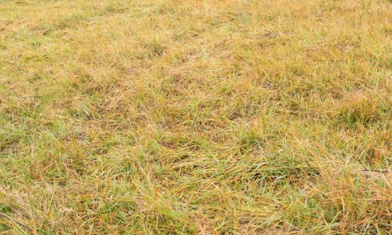 Why Is My Grass Turning Yellow? - How To Fix It | DIY Garden™