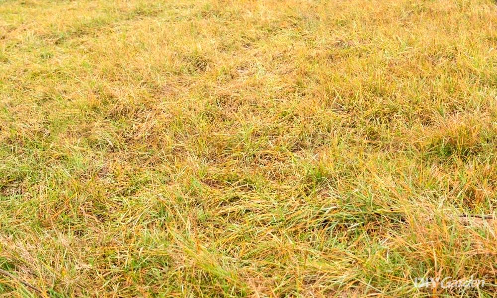 how-to-fix-grass-turning-yellow