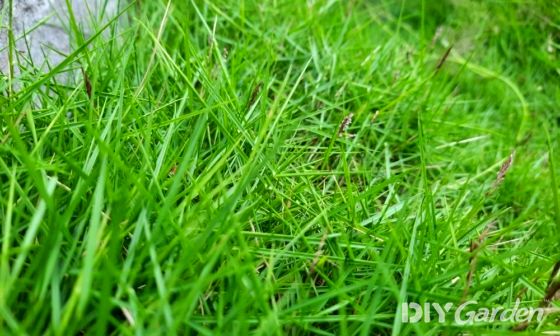 how-to-get-rid-of-coarse-grass-in-your-lawn