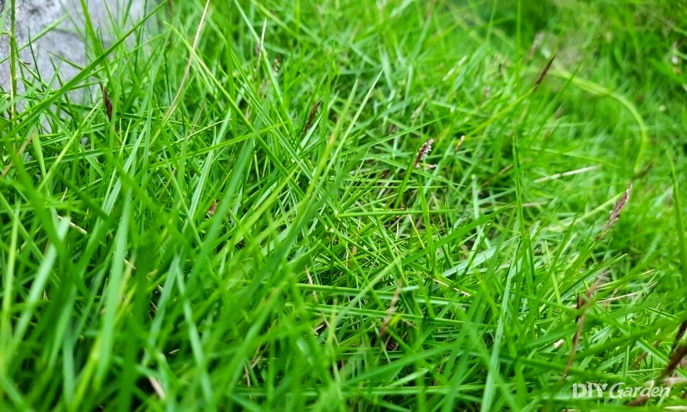 how to get rid of coarse grass in your lawn