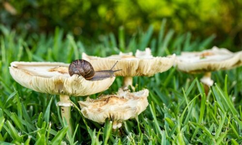 How to Get Rid of Toadstools in Your Lawn | DIY Garden™