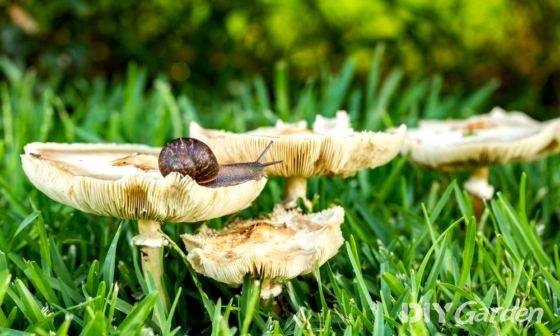 How to Get Rid of Toadstools in Your Lawn | DIY Garden™