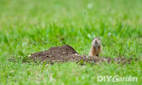 How to Stop Squirrels Digging Up Your Lawn (6 Humane Ways)