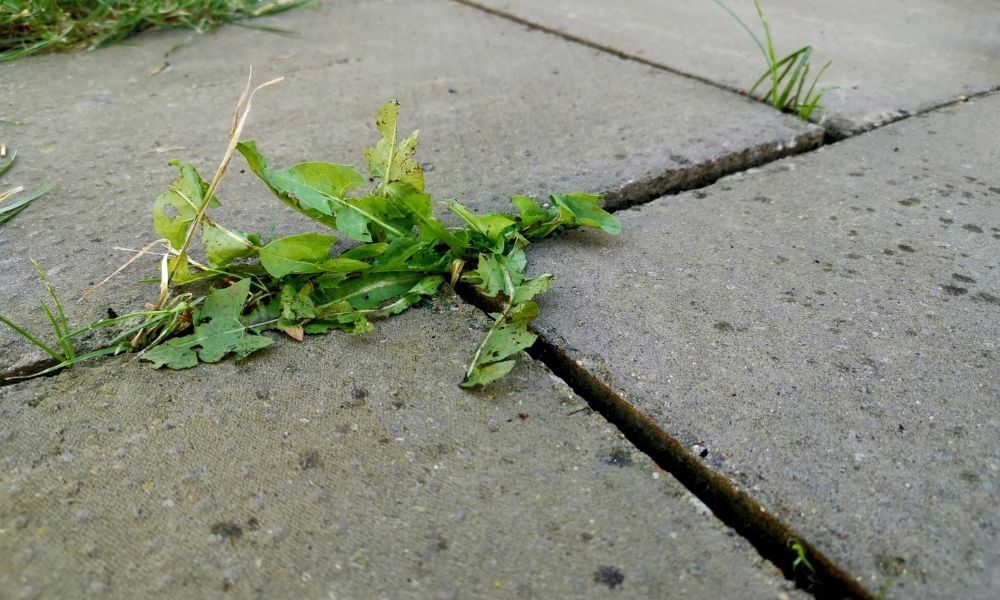 how-to-stop-weeds-growing-in-block-paving