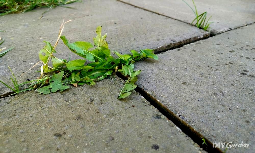 how to stop weeds growing in block paving