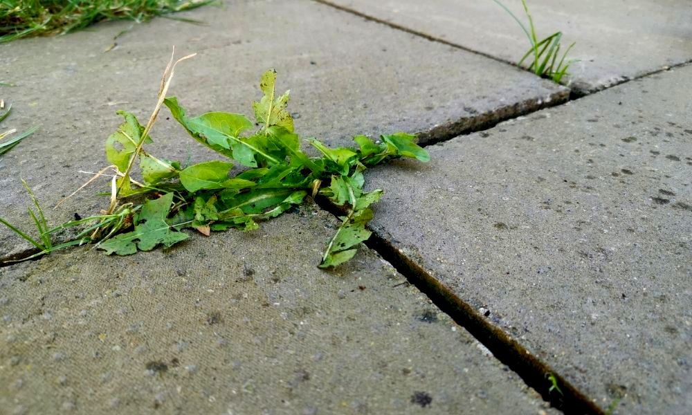 how-to-stop-weeds-growing-in-block-paving