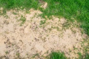 What Is Lawn Sand – And Why You Should Use It! 