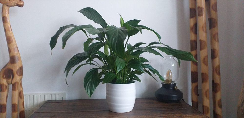 peace lily display pot