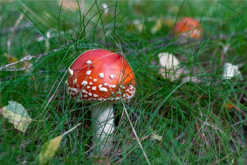 red-toadstool