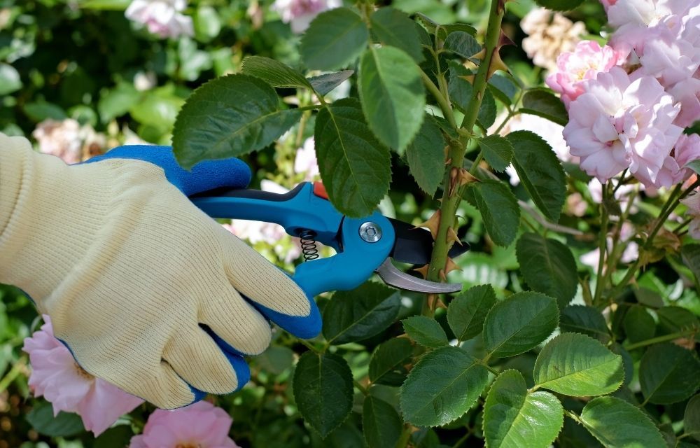 secateurs