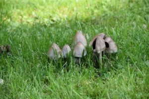 How to Get Rid of Toadstools in Your Lawn | DIY Garden™