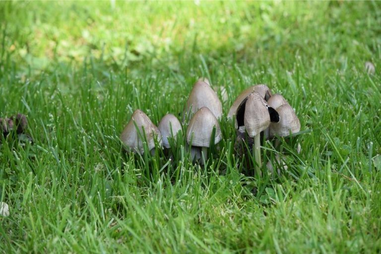How to Get Rid of Toadstools in Your Lawn DIY Garden™