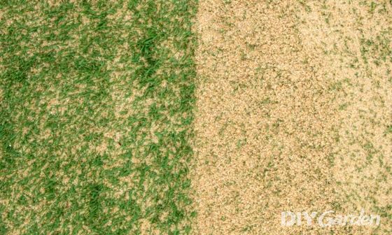 what-is-lawn-sand-and-why-you-should-use-it