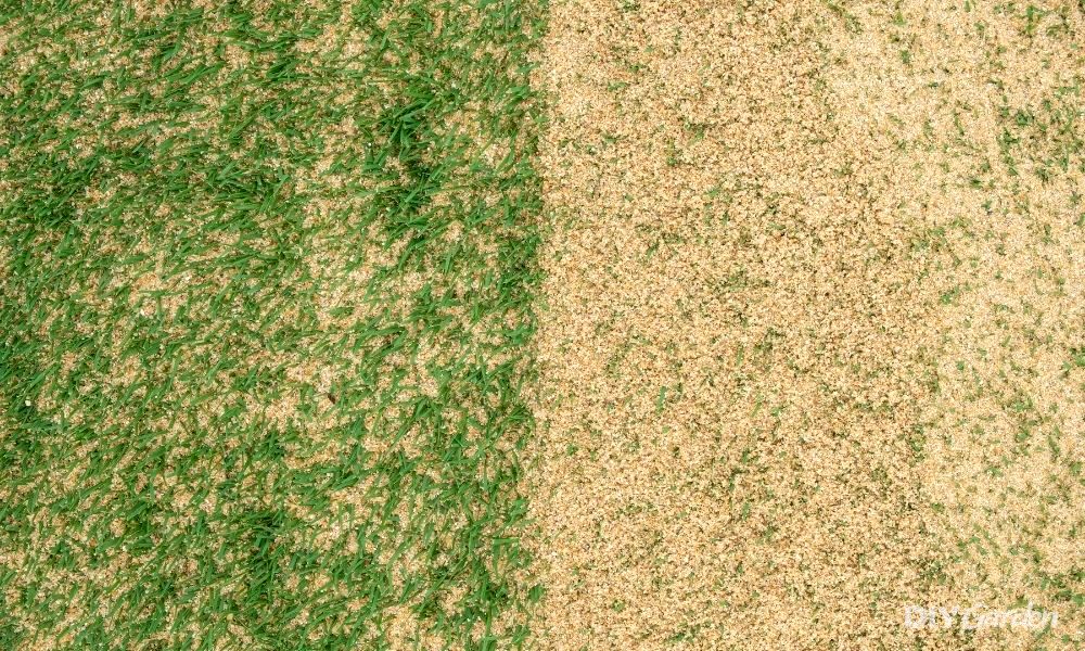 what-is-lawn-sand-and-why-you-should-use-it