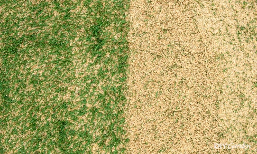 what is lawn sand and why you should use it