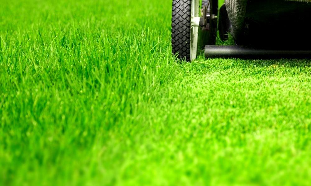 when-does-grass-stop-growing