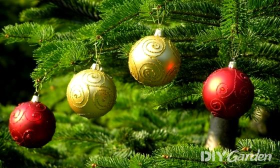 christmas-baubles-on-outside-tree