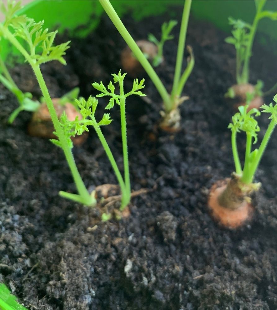 growing-carrots