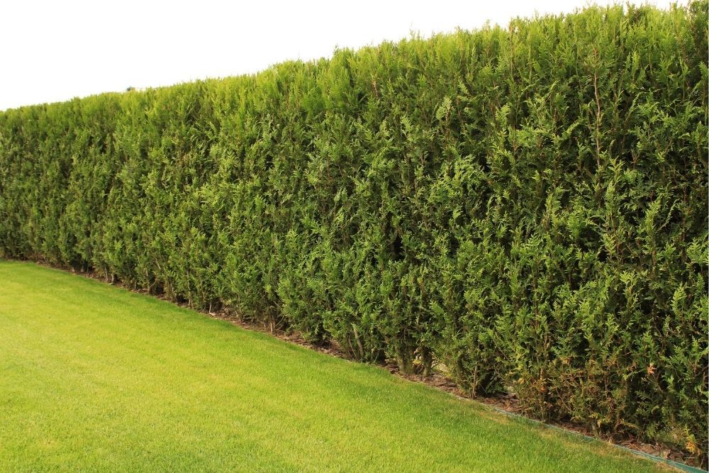 hedge-fence