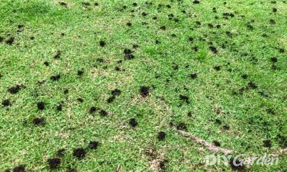 how-to-get-rid-of-worm-casts-on-your-lawn