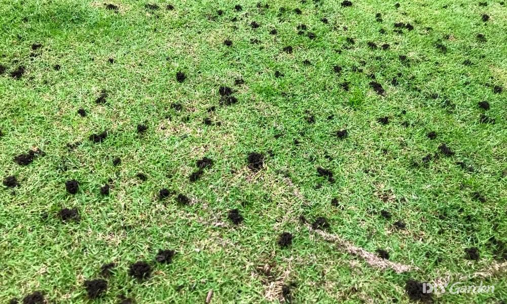 how to get rid of worm casts on your lawn