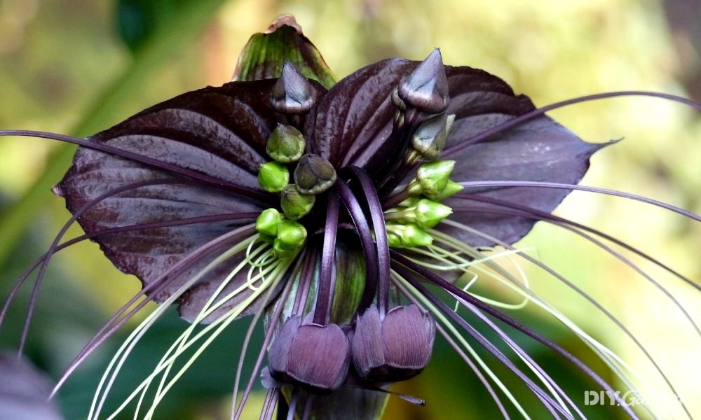 scary plants for halloween