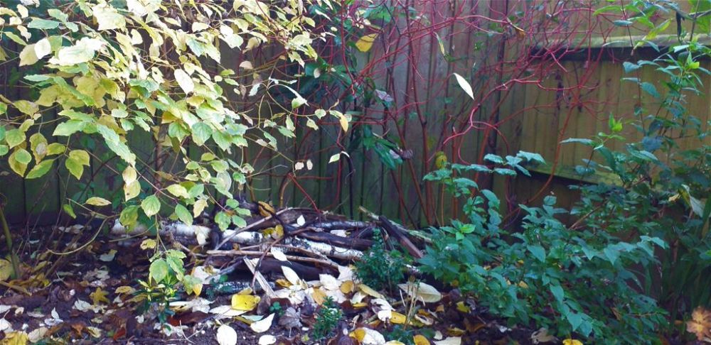 wildlife corner with log pile