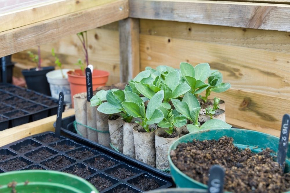 winter-greenhouse-beans