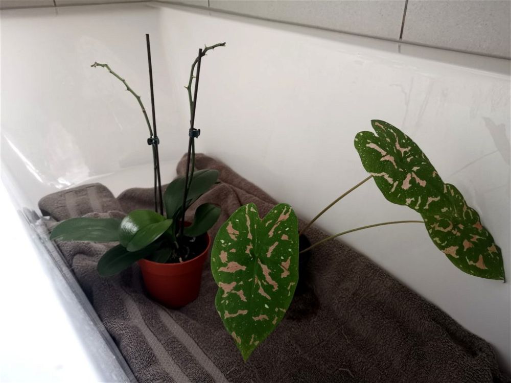 bath-plants