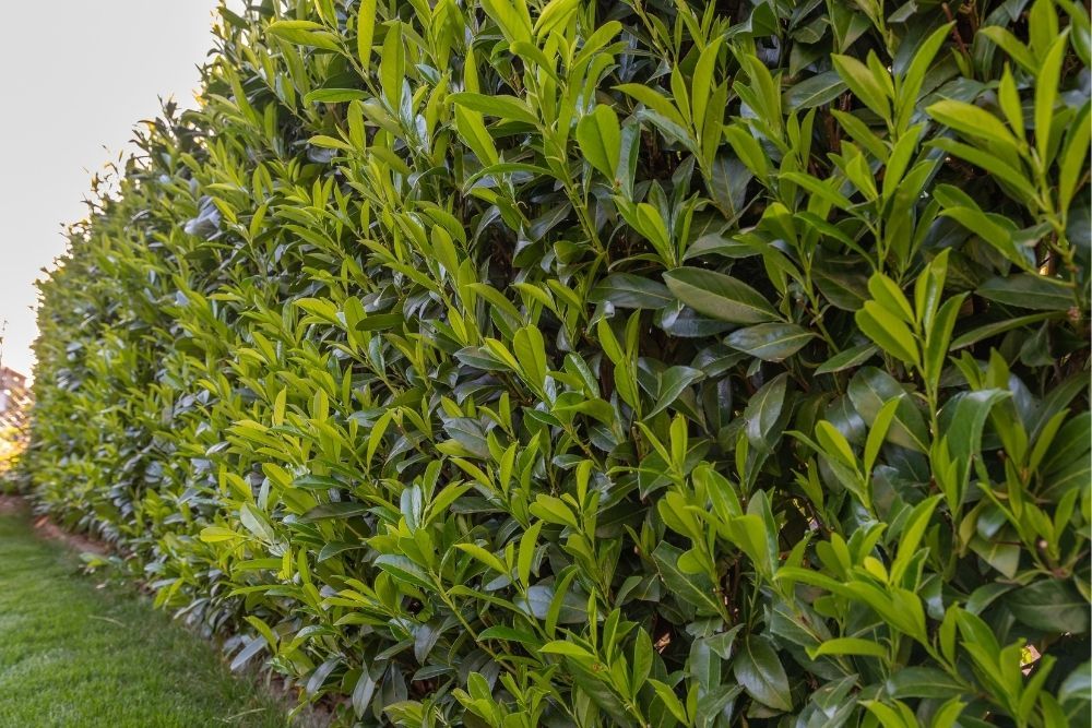 cherry-laurel-hedge