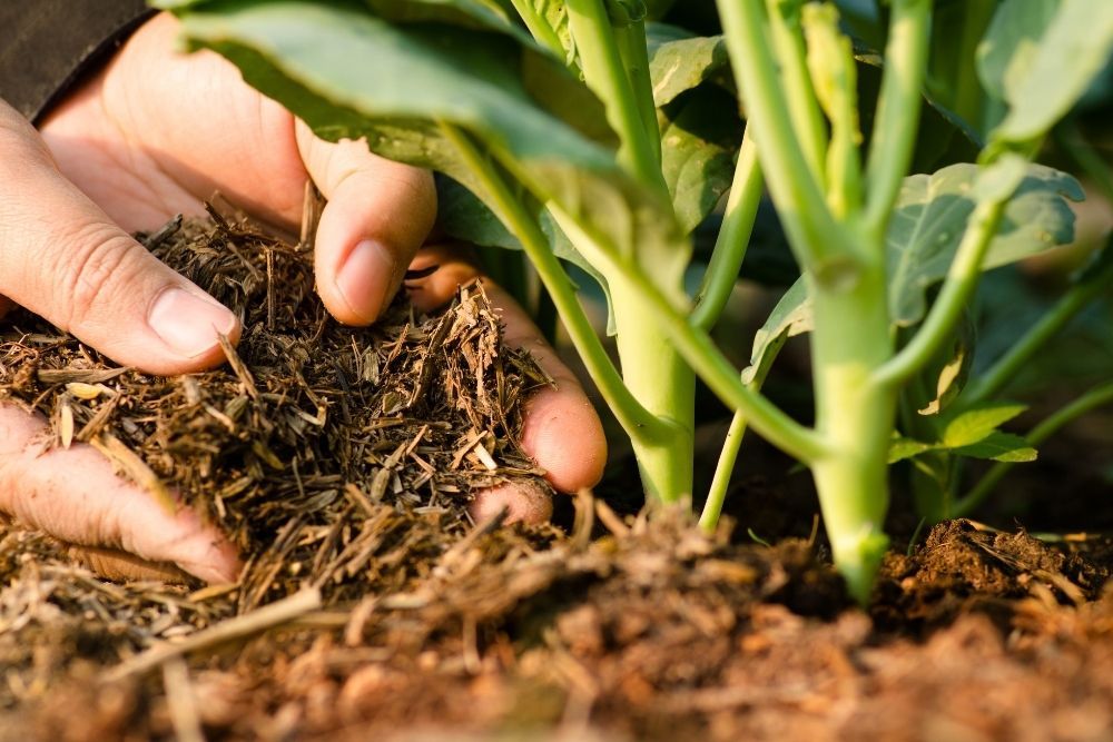 composting-benefits