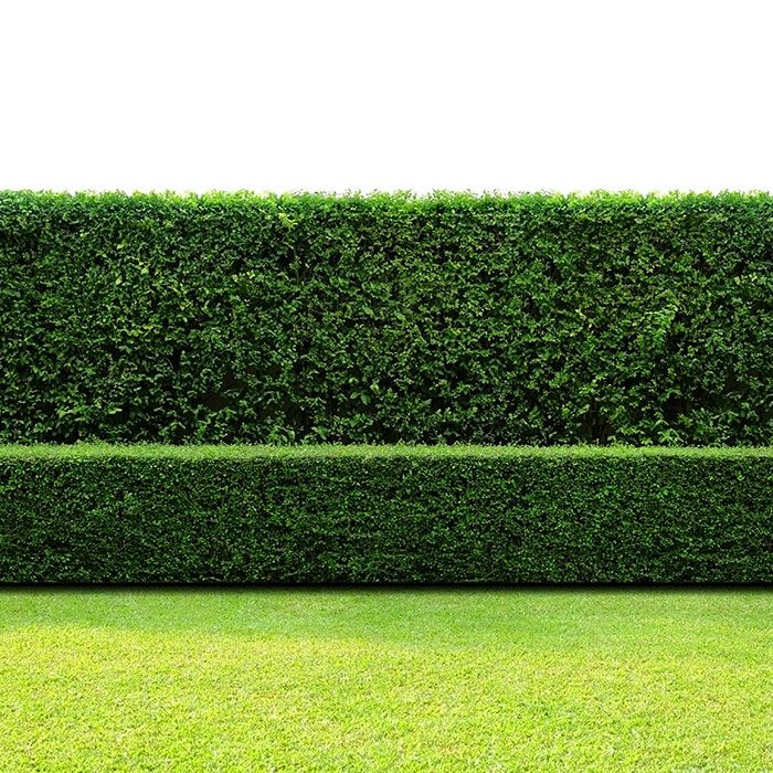 garden-hedges-category