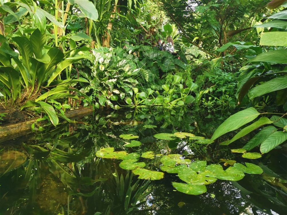 How to Clear Murky Pond Water (Chemical & Non-Chemical)