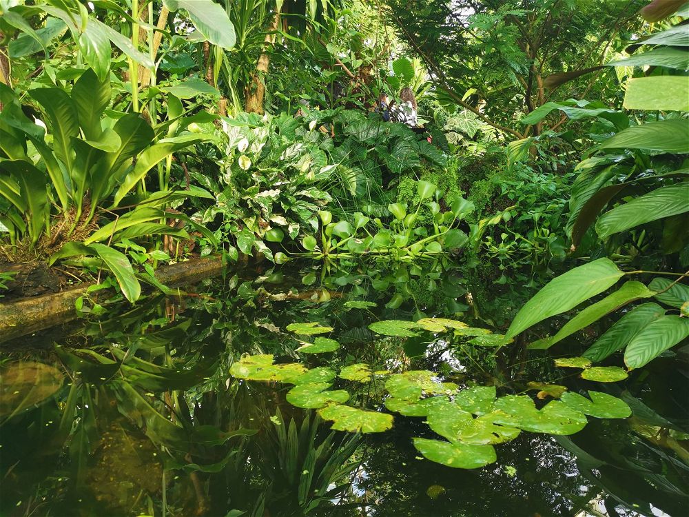 How to Clear Murky Pond Water (Chemical & Non-Chemical)