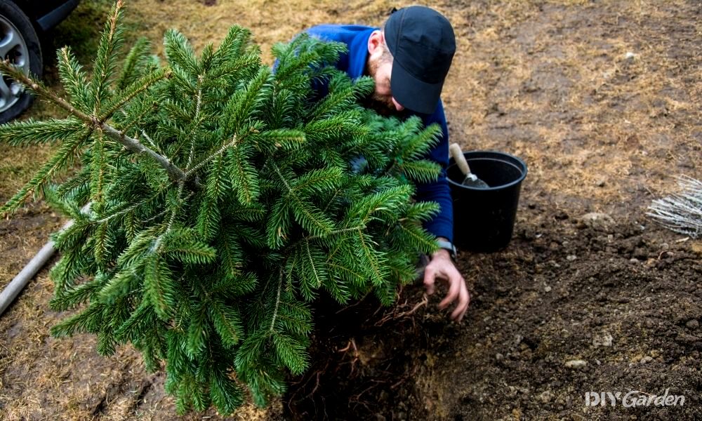 How to Plant a Christmas Tree in the Garden  DIY Garden™