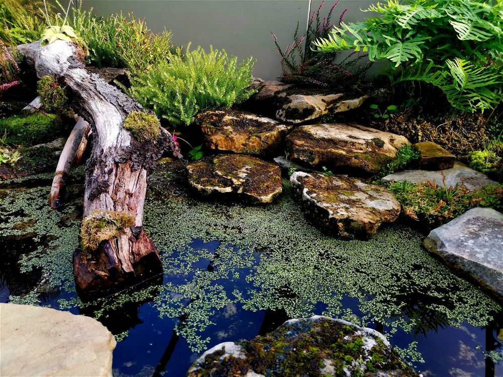 How to Clear Murky Pond Water (Chemical & NonChemical)