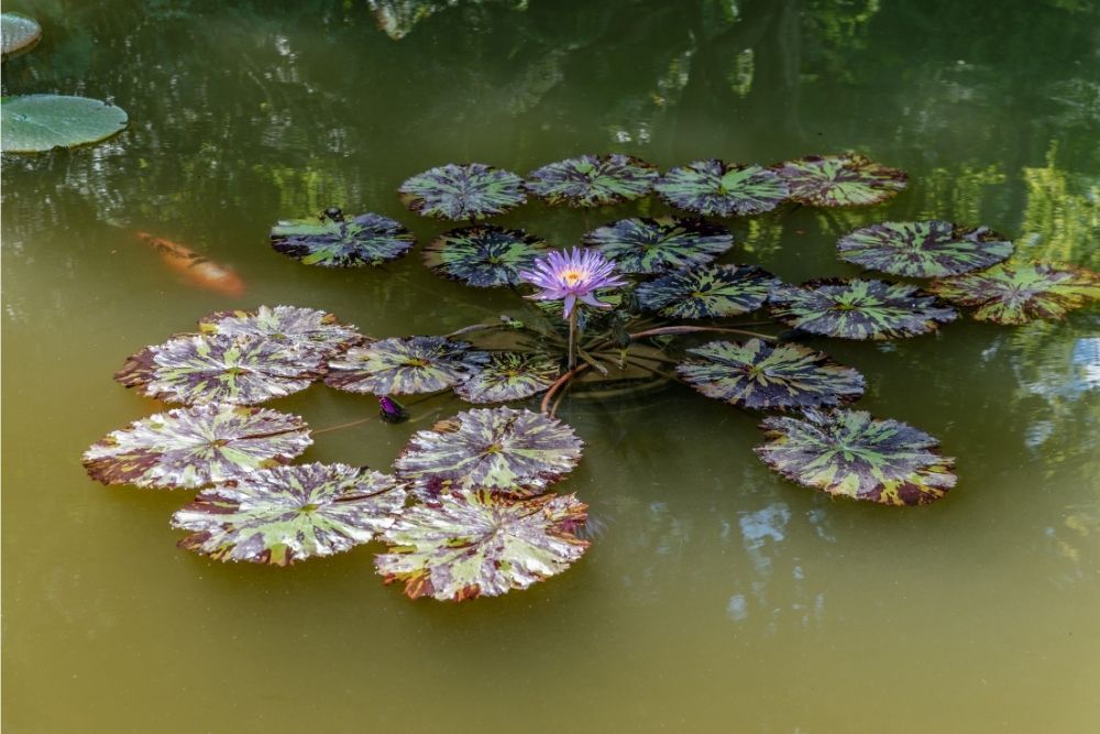 murky-pond-water-quality