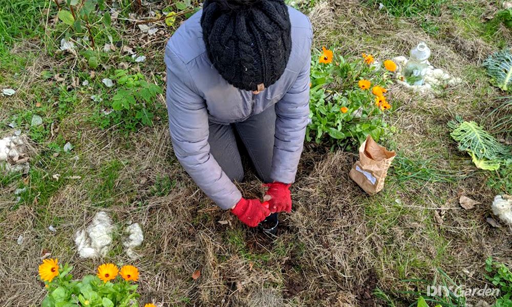 planting bulbs in clay soil