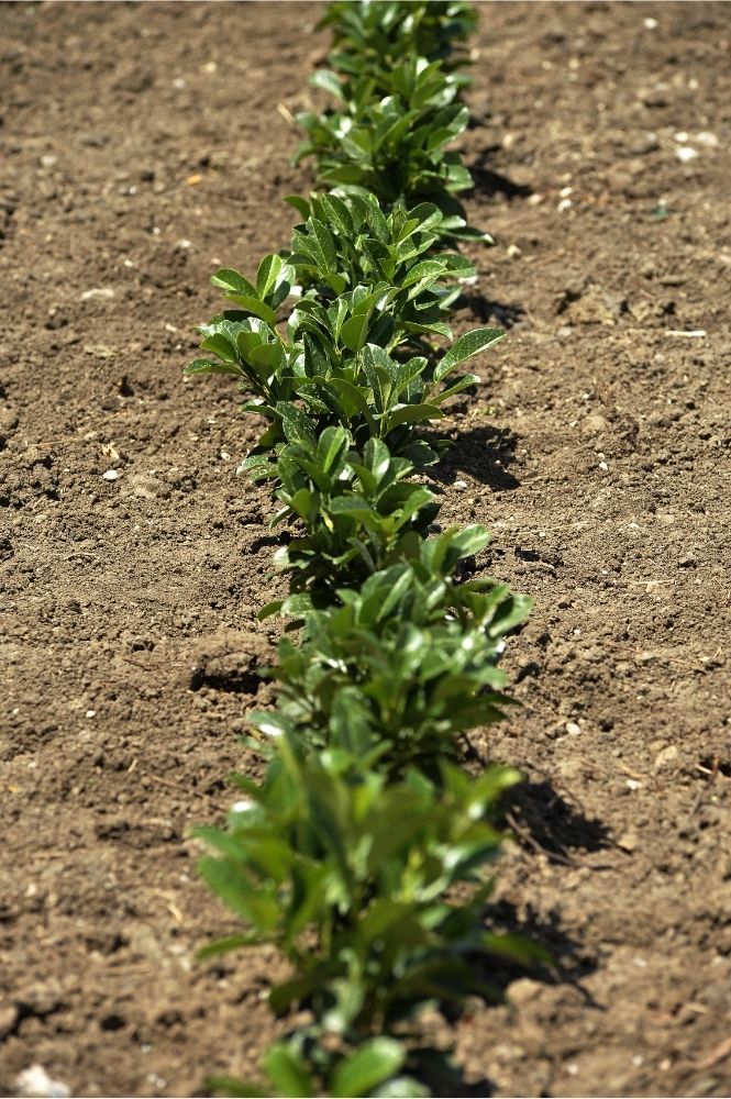 planting-laurel-hedge