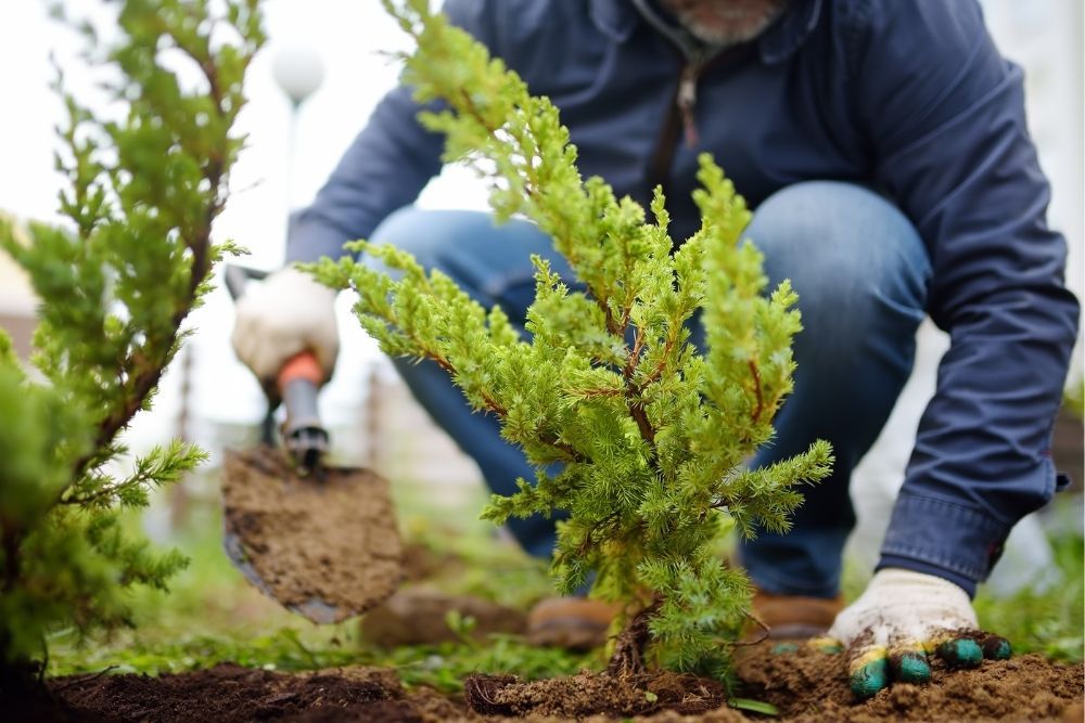 planting-location