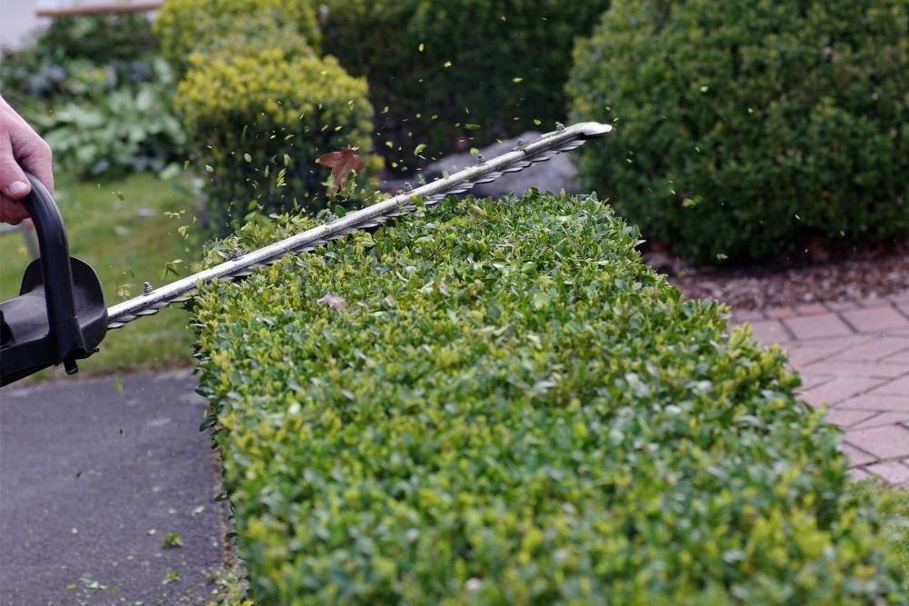 pruning-box-hedge