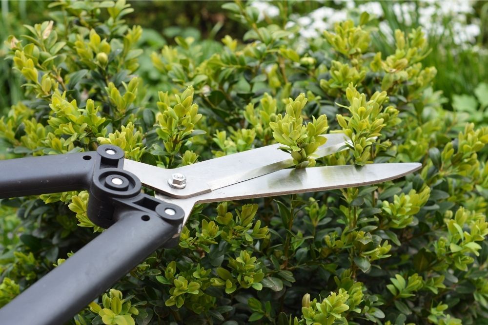 trimming-box-hedges