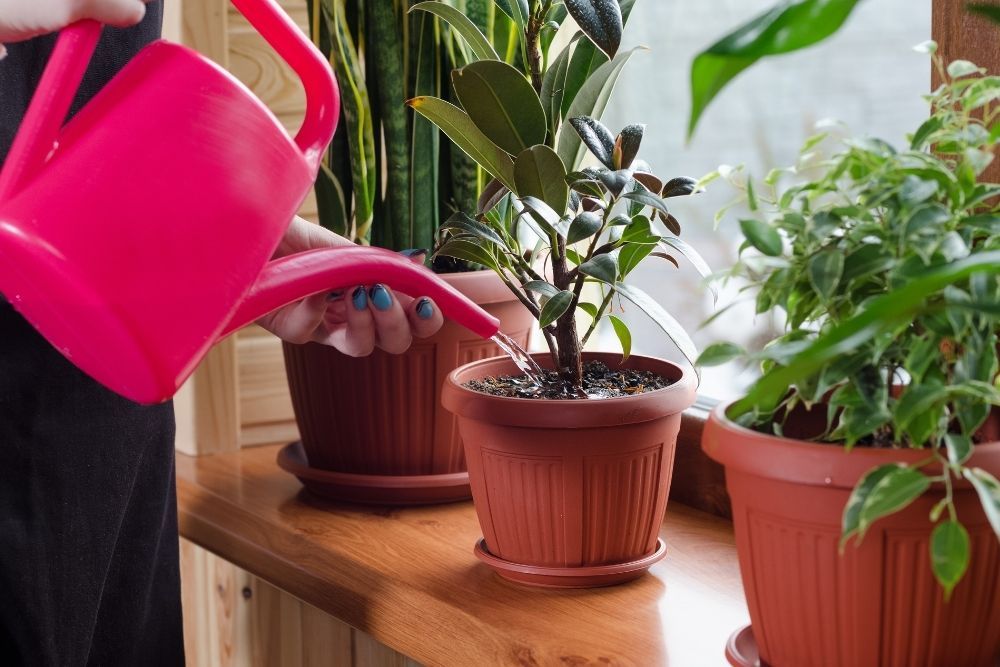 watering-indoor-plants