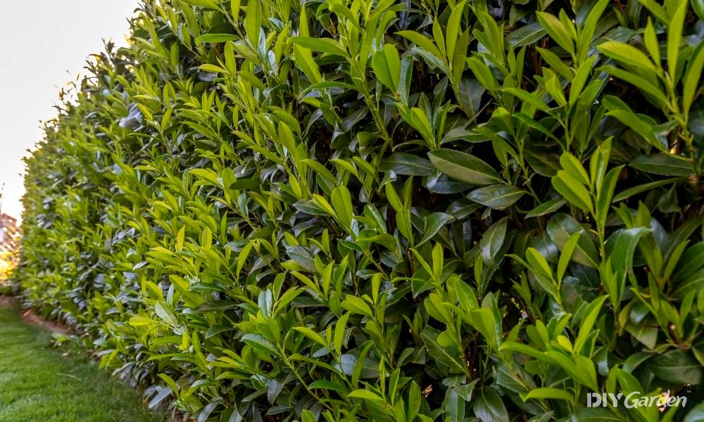 when to plant laurel hedge