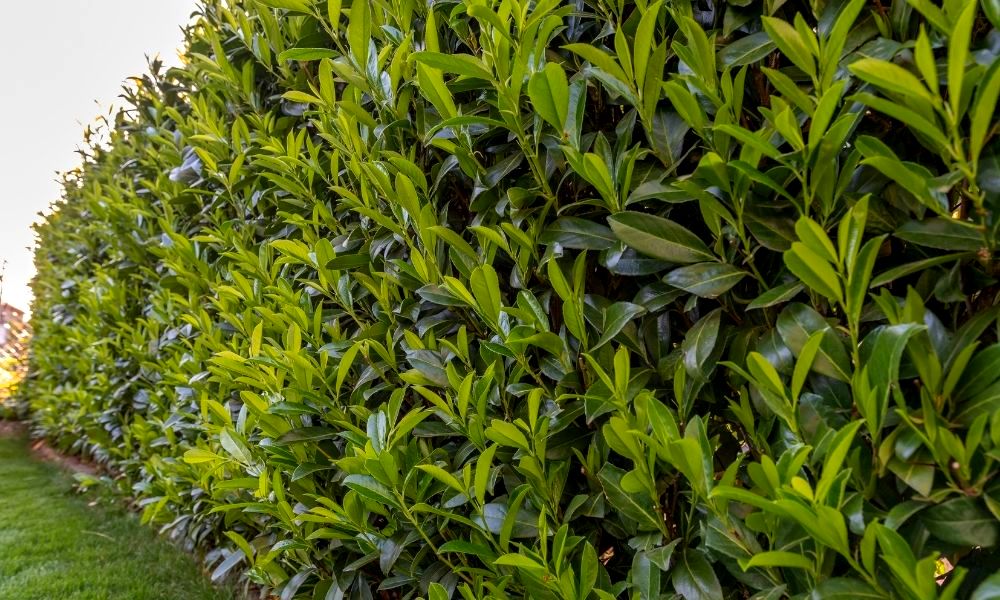 when-to-plant-laurel-hedge