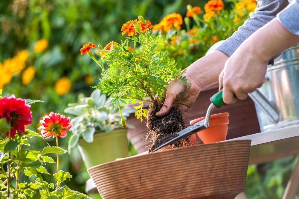 why-your-new-plants-need-water