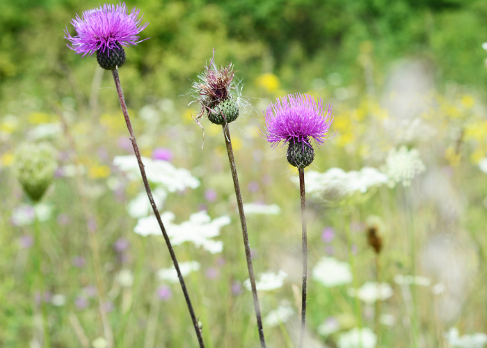 Musk Thistle 