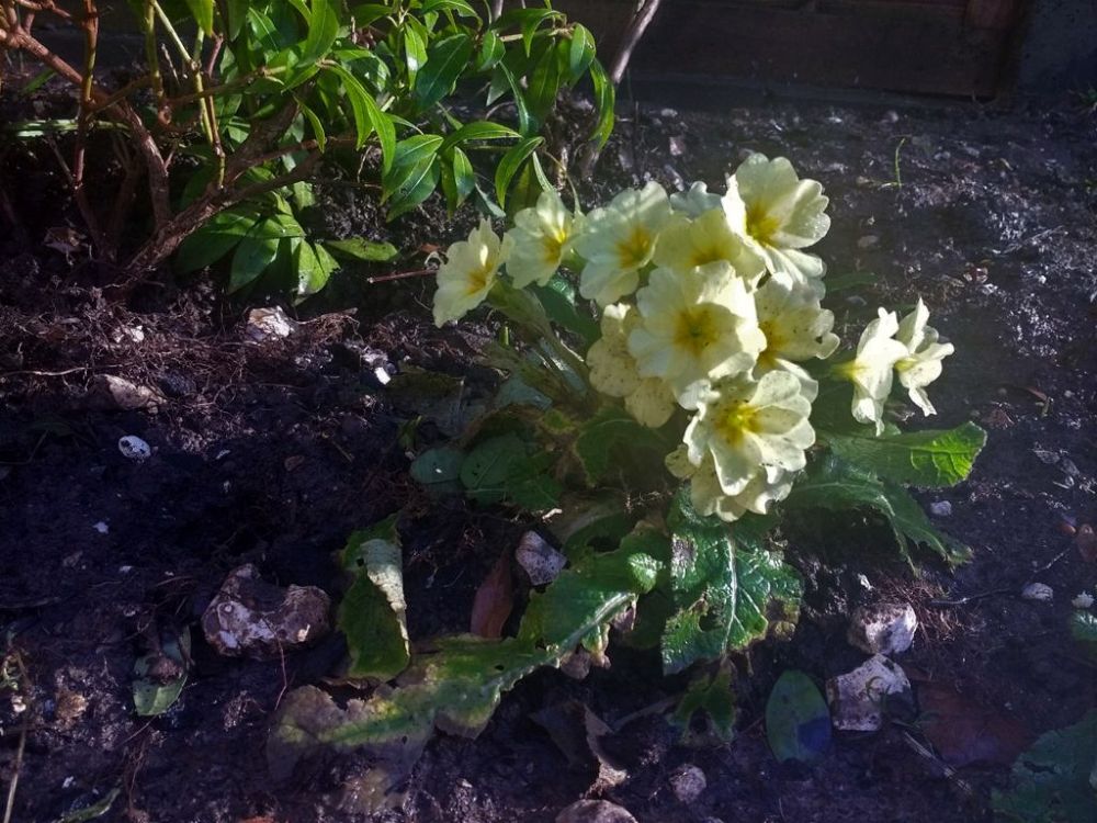 Primroses