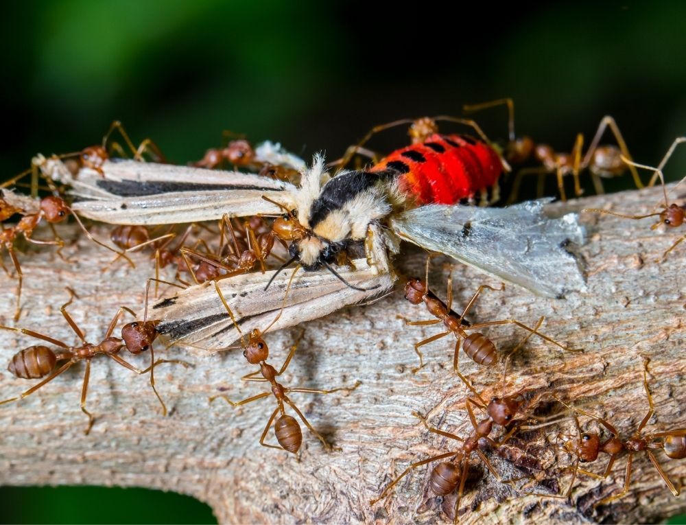 ants-eating-insect