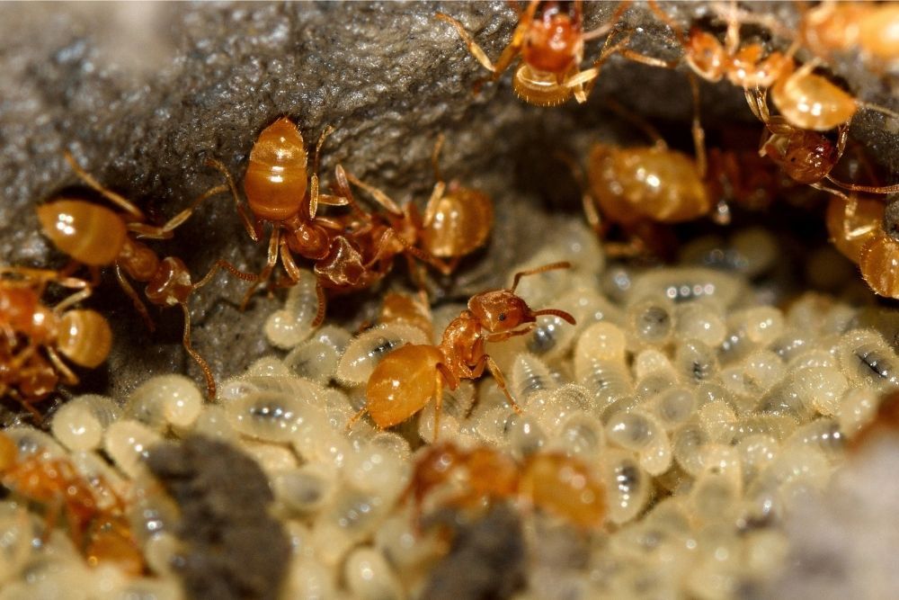 ants-larvae